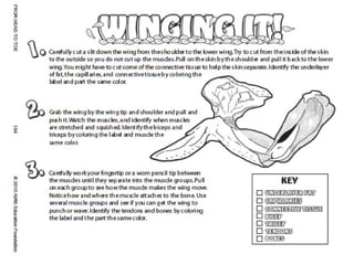 15+ Diagram Of Chicken Wing