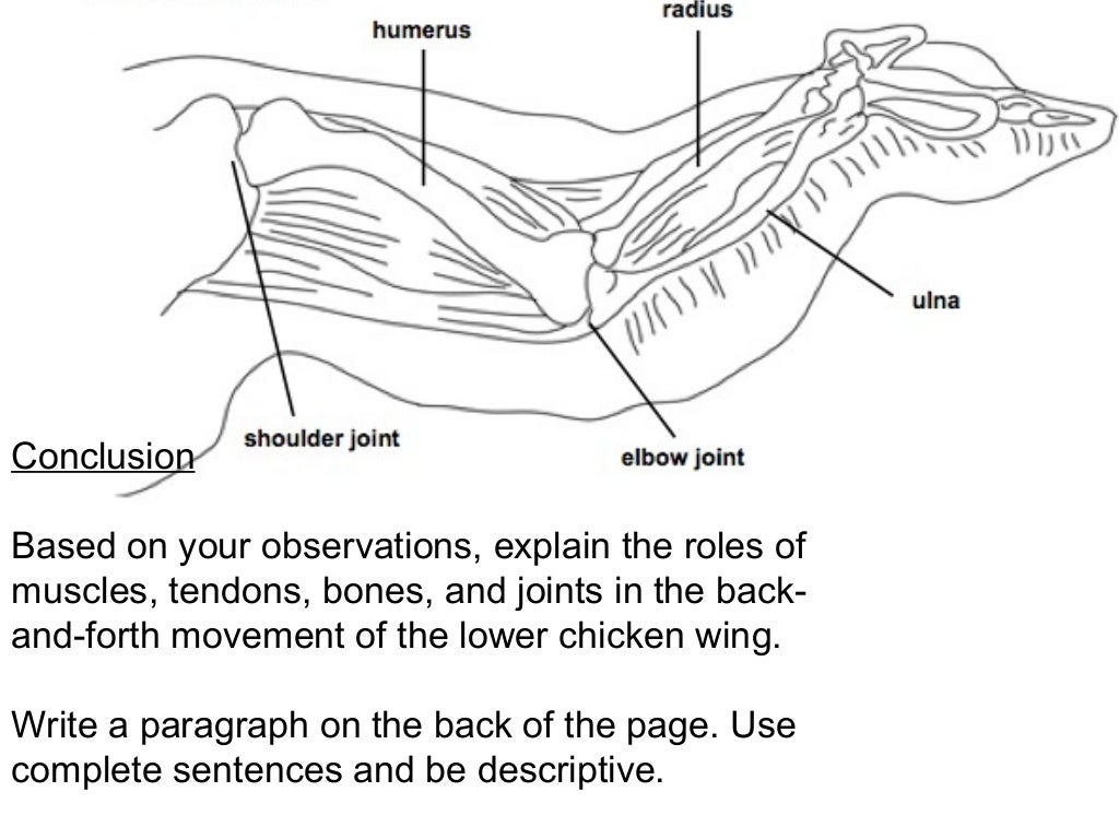 Chicken wing dissection