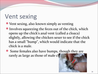 Chick grading and sexing | PPT
