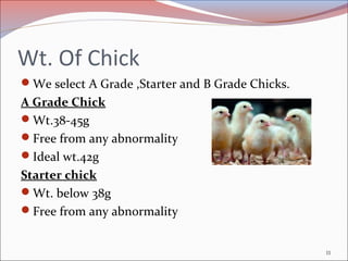 Wt. Of Chick
We select A Grade ,Starter and B Grade Chicks.
A Grade Chick
Wt.38-45g
Free from any abnormality
Ideal wt.42g
Starter chick
Wt. below 38g
Free from any abnormality
11
 