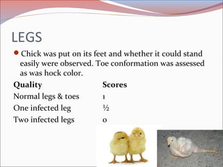 LEGS
Chick was put on its feet and whether it could stand
easily were observed. Toe conformation was assessed
as was hock...