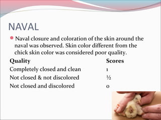 NAVAL
Naval closure and coloration of the skin around the
naval was observed. Skin color different from the
chick skin co...
