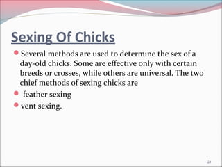 Sexing Of Chicks
Several methods are used to determine the sex of a
day-old chicks. Some are effective only with certain
...