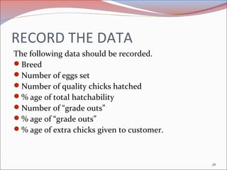 RECORD THE DATA
The following data should be recorded.
Breed
Number of eggs set
Number of quality chicks hatched
% age...
