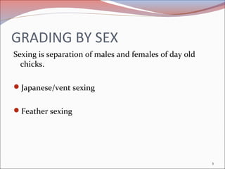 GRADING BY SEX
Sexing is separation of males and females of day old
chicks.
Japanese/vent sexing
Feather sexing
5
 