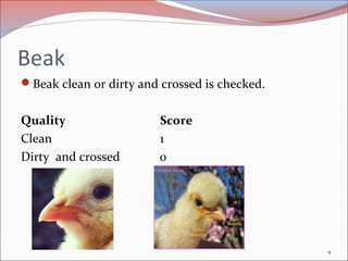 Beak
Beak clean or dirty and crossed is checked.
Quality Score
Clean 1
Dirty and crossed 0
9
 