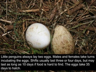 Little penguins always lay two eggs. Males and females take turns
incubating the eggs. Shifts usually last three or four days, but may
last as long as 10 days if food is hard to find. The eggs take 35
days to hatch.
 
