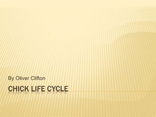 CHICK LIFE CYCLE
By Oliver Clifton
 
