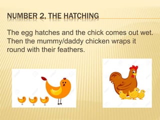 NUMBER 2, THE HATCHING
The egg hatches and the chick comes out wet.
Then the mummy/daddy chicken wraps it
round with their feathers.