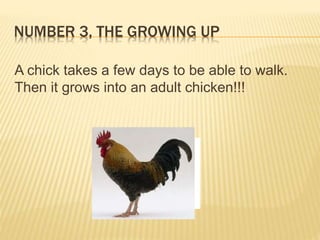 NUMBER 3, THE GROWING UP
A chick takes a few days to be able to walk.
Then it grows into an adult chicken!!!