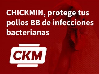 CHICKMIN, protege tus
pollos BB de infecciones
bacterianas
 