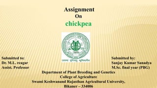 Assignment
On
chickpea
Submitted to: Submitted by:
Dr. M.L. reagar Sanjay Kumar Sanadya
Assist. Professor M.Sc. final year (PBG)
Department of Plant Breeding and Genetics
College of Agriculture
Swami Keshwanand Rajasthan Agricultural University,
Bikaner – 334006
 