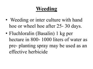 Weeding
• Weeding or inter culture with hand
hoe or wheel hoe after 25‐ 30 days.
• Fluchloralin (Basalin) 1 kg per
hectare in 800‐ 1000 liters of water as
pre‐ planting spray may be used as an
effective herbicide
 