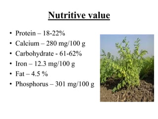 Nutritive value
• Protein – 18-22%
• Calcium – 280 mg/100 g
• Carbohydrate - 61-62%
• Iron – 12.3 mg/100 g
• Fat – 4.5 %
• Phosphorus – 301 mg/100 g
 
