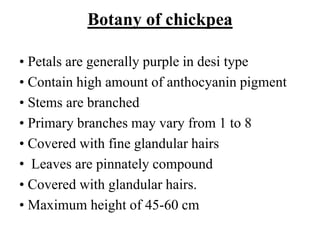 Botany of chickpea
• Petals are generally purple in desi type
• Contain high amount of anthocyanin pigment
• Stems are branched
• Primary branches may vary from 1 to 8
• Covered with fine glandular hairs
• Leaves are pinnately compound
• Covered with glandular hairs.
• Maximum height of 45-60 cm
 