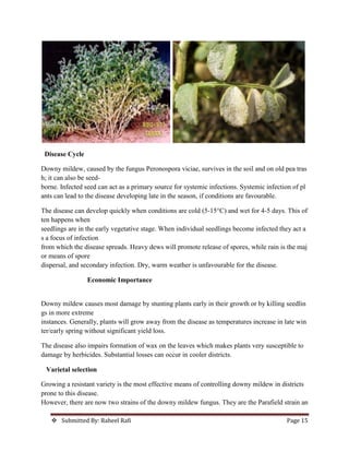  Submitted By: Raheel Rafi Page 15
Disease Cycle
Downy mildew, caused by the fungus Peronospora viciae, survives in the soil and on old pea tras
h; it can also be seed-
borne. Infected seed can act as a primary source for systemic infections. Systemic infection of pl
ants can lead to the disease developing late in the season, if conditions are favourable.
The disease can develop quickly when conditions are cold (5-15°C) and wet for 4-5 days. This of
ten happens when
seedlings are in the early vegetative stage. When individual seedlings become infected they act a
s a focus of infection
from which the disease spreads. Heavy dews will promote release of spores, while rain is the maj
or means of spore
dispersal, and secondary infection. Dry, warm weather is unfavourable for the disease.
Economic Importance
Downy mildew causes most damage by stunting plants early in their growth or by killing seedlin
gs in more extreme
instances. Generally, plants will grow away from the disease as temperatures increase in late win
ter/early spring without significant yield loss.
The disease also impairs formation of wax on the leaves which makes plants very susceptible to
damage by herbicides. Substantial losses can occur in cooler districts.
Varietal selection
Growing a resistant variety is the most effective means of controlling downy mildew in districts
prone to this disease.
However, there are now two strains of the downy mildew fungus. They are the Parafield strain an
 