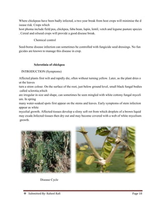  Submitted By: Raheel Rafi Page 18
Where chickpeas have been badly infected, a two year break from host crops will minimise the d
isease risk. Crops which
host phoma include field pea, chickpea, faba bean, lupin, lentil, vetch and legume pasture species
. Cereal and oilseed crops will provide a good disease break.
Chemical control
Seed-borne disease infection can sometimes be controlled with fungicide seed dressings. No fun
gicides are known to manage this disease in crop.
Sclerotinia of chickpea
INTRODUCTION (Symptoms)
Affected plants first wilt and rapidly die, often without turning yellow. Later, as the plant dries o
ut the leaves
turn a straw colour. On the surface of the root, just below ground level, small black fungal bodies
called sclerotia,which
are irregular in size and shape, can sometimes be seen mingled with white cottony fungal myceli
um. In spring
many water-soaked spots first appear on the stems and leaves. Early symptoms of stem infection
appear as white
mycelial growth. Affected tissues develop a slimy soft rot from which droplets of a brown liquid
may exude.Infected tissues then dry out and may become covered with a web of white mycelium
growth.
Disease Cycle
 