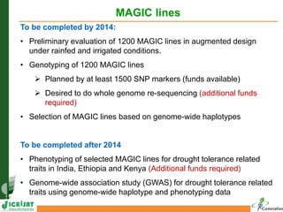 MAGIC lines
To be completed by 2014:
• Preliminary evaluation of 1200 MAGIC lines in augmented design
under rainfed and irrigated conditions.
• Genotyping of 1200 MAGIC lines
 Planned by at least 1500 SNP markers (funds available)
 Desired to do whole genome re-sequencing (additional funds
required)
• Selection of MAGIC lines based on genome-wide haplotypes
To be completed after 2014
• Phenotyping of selected MAGIC lines for drought tolerance related
traits in India, Ethiopia and Kenya (Additional funds required)
• Genome-wide association study (GWAS) for drought tolerance related
traits using genome-wide haplotype and phenotyping data
 