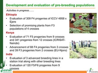 Ethiopia
• Evaluation of 309 F4 progenies of ICCV 4958 x
Ejere
• Selection of promising plants from F3
populations of 4 cr...