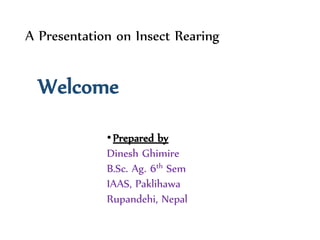 A Presentation on Insect Rearing
Welcome
•Prepared by
Dinesh Ghimire
B.Sc. Ag. 6th Sem
IAAS, Paklihawa
Rupandehi, Nepal
 