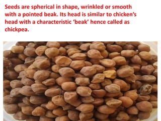 Seeds are spherical in shape, wrinkled or smooth
with a pointed beak. Its head is similar to chicken’s
head with a characteristic ‘beak’ hence called as
chickpea.
 