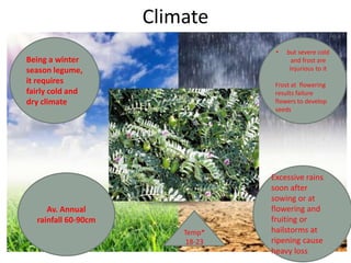 Climate
Being a winter
season legume,
it requires
fairly cold and
dry climate
• but severe cold
and frost are
injurious to it
Frost at flowering
results failure
flowers to develop
seeds
Av. Annual
rainfall 60-90cm
Excessive rains
soon after
sowing or at
flowering and
fruiting or
hailstorms at
ripening cause
heavy loss
Temp*
18-23
 