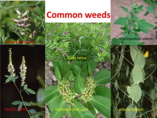 Common weeds
Chenopodium album
Fumaria parviflora
Vicia sativa
Melilotus alba Lathyrus aphacaEuphorbia jeniculata
 