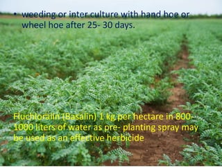 • weeding or inter culture with hand hoe or
wheel hoe after 25‐ 30 days.
Fluchloralin (Basalin) 1 kg per hectare in 800‐
1000 liters of water as pre‐ planting spray may
be used as an effective herbicide
 