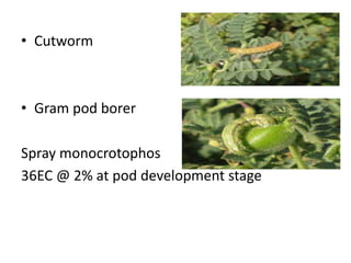 • Cutworm
• Gram pod borer
Spray monocrotophos
36EC @ 2% at pod development stage
 