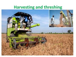 Harvesting and threshing
 