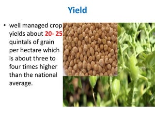Yield
• well managed crop
yields about 20‐ 25
quintals of grain
per hectare which
is about three to
four times higher
than the national
average.
 