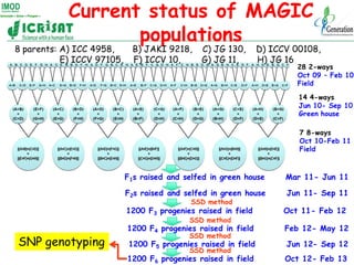 Current status of MAGIC
                   populations
8 parents: A) ICC 4958,       B) JAKI 9218,     C) JG 130,       D)...