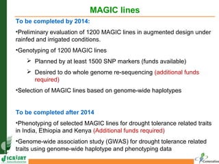 MAGIC lines
To be completed by 2014:
• Preliminary evaluation of 1200 MAGIC lines in augmented design
under rainfed and ir...