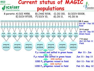 Current status of MAGIC
                   populations
8 parents: A) ICC 4958,      B) JAKI 9218,     C) JG 130,    D) ICC...