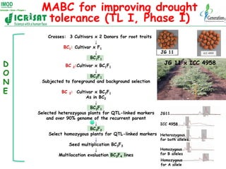 MABC for improving drought
      tolerance (TL I, Phase I)
        Crosses: 3 Cultivars x 2 Donors for root traits
       ...