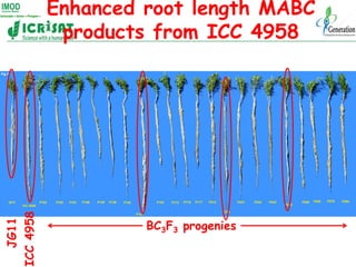 Enhanced root length MABC
ICC 4958    products from ICC 4958




                    BC3F3 progenies
   JG11
 