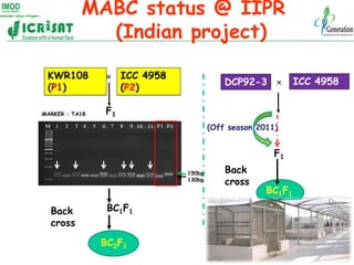 MABC status @ IIPR
             (Indian project)

 KWR108         × ICC 4958
                                         DCP9...