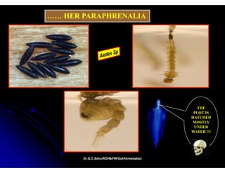 …… HER PARAPHRENALIA




                                            THE
                                           PLOT IS
                                          HATCHED
                                          MOSTLY
                                           UNDER
                                          WATER !!!




       Dr.G.C.Sahu/ROH&FW/GoI/Ahmedabad
       Dr.G.C.Sahu/ROH&FW/GoI/Ahmedabad
 