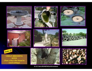 URBAN BREEDING
        SITES
(Now a days also found in
     rural settings)
                                                               23
                            Dr.G.C.Sahu/ROH&FW/GoI/Ahmedabad
 