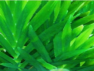 Chico o Macaco Fujão