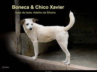   Autor do texto: Adelino da Silveira  Boneca & Chico Xavier 