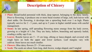 Chicory | PPTX