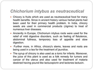 Chichorium intybus as neutraceutical
 Chicory is fruits which are used as neutraceutical food for many
health benefits. Since in ancient history various herbal plants had
been used for their primary health problem. In India, chicory
seeds are used in commercial products (Jigrine) to treat of
numerous liver diseases.
 Anciently in Europe, Chichorium intybus roots were used for the
relief of mild digestive disorders, such as feeling of flatulence,
abdominal fullness, temporary loss of appetite and slow
digestion.
 Further more, in Africa, chicory's stems, leaves and roots are
being used in a tea for the treatment of jaundice.
 The syrup of chicory is also used as a tonic for infants. Moreover,
the juice of this plant is used as a folk remedy for tumors and
cancer of the uterus and also used for treatment of malaria
destined having pound like lactucopicrin and lactones lactucin.
 