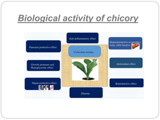 Biological activity of chicory
 
