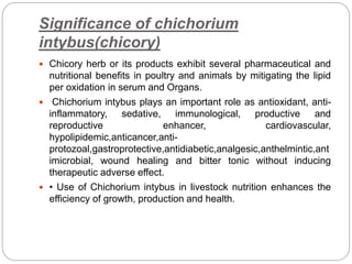 Significance of chichorium
intybus(chicory)
 Chicory herb or its products exhibit several pharmaceutical and
nutritional benefits in poultry and animals by mitigating the lipid
per oxidation in serum and Organs.
 Chichorium intybus plays an important role as antioxidant, anti-
inflammatory, sedative, immunological, productive and
reproductive enhancer, cardiovascular,
hypolipidemic,anticancer,anti-
protozoal,gastroprotective,antidiabetic,analgesic,anthelmintic,ant
imicrobial, wound healing and bitter tonic without inducing
therapeutic adverse effect.
 • Use of Chichorium intybus in livestock nutrition enhances the
efficiency of growth, production and health.
 