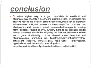 conclusion
 Cichorium intybus may be a good candidate for nutritional and
pharmaceutical aspects in poultry and animals. Since, chicory herb has
ability to reduce the levels of some hepatic enzymes such as aspartate
transaminase( AST)and alanine transaminase(ALT).In addition, this
plant plays a vital role as a natural hepatoprotective agent in reducing
many diseases related to liver. Chicory herb or its products exhibit
several nutritional benefits by mitigating the lipid per oxidation in serum
and organs. Additionally, chicory showed many healthical and
pharmacological properties like, hepatoprotective,anti-inflammatory,
antioxidant, sedative, immunological, reproductive, cardiovascular,
hypolipidemic,anticancer,anti-protozoal,gastro-
protective,antidiabetic,analgesic,anthelmintic and antimicrobial.
 