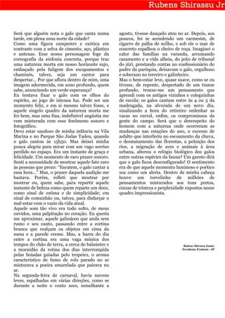 Será que alguém nota o galo que canta numa        agosto, tivesse dançado ateu no ar. Depois, aos
tarde, em plena zona norte da cidade?             poucos, foi se acendendo um carmesim, de
Como uma figura campestre e exótica em            cigarro de palha de milho, e sob ele o mar de
contraste com a selva de cimento, aço, plástico   concreto espalhou o cheiro de roça. Imaginei o
e antenas. Esse nosso personagem foge da          calor das famílias na varanda, arrumando
coreografia da sinfonia concreta, porque traz     casamento e a vida alheia, do jeito de tribunal
uma natureza morta em nosso horizonte sujo,       do júri, prestando contas no confessionário do
embaçado pela fuligem dos escapamentos e          padre da paróquia, deixavam o galo, orgulhoso
chaminés, talvez, seja um cantor para             e soberano no terreiro e galinheiro.
despertar... Por que aflora dentro de mim, uma    Mas o bem-estar leve, quase suave, como se eu
imagem adormecida, em sono profundo, quem         tivesse, de repente, despertado de um transe
sabe, anunciando um verde esperança?              profundo, trouxe-me um pensamento que
Eu tentava fixar o galo com os olhos do           aprendi com os antigos vizinhos e coleguinhas
espírito, ao jogo de intensa luz. Pode ser um     de escola: os galos cantam entre às 4 ou 5 da
momento feliz, e em si mesmo talvez fosse, e      madrugada, na alvorada de um novo dia,
aquele singelo quadro da natureza morta me        sinalizando a hora do retireiro ordenhar as
fez bem, mas uma fina, indefinível angústia me    vacas no curral, enfim, os compromissos da
vem misturada com esse fenômeno sonoro e          gente do campo. Será que o desrespeito do
fotográfico.                                      homem com a natureza onde ocorreram as
Devo estar saudoso de minha infância na Vila      mudanças nas estações do ano, o excesso de
Marina e no Parque São Judas Tadeu, quando        asfalto que interferiu no escoamento da chuva,
o galo cantou às 15h50. Mas deixei minha          o desmatamento das florestas, a poluição dos
pouca alegria para mirar com um vago sorriso      rios, a migração de aves e animais à área
perdido no espaço. Era um instante de graça e     urbana, alterou o relógio biológico dos galos
felicidade. Um momento de raro prazer sonoro.     entre outras espécies da fauna? Um garoto dirá
Senti a necessidade de mostrar aquele fato raro   que o galo ficou desconfigurado! O sentimento
às pessoas que prezo: “Escutem, o galo cantar a   era de que aquele momento luminoso e poético
essa hora...” Mas, o prazer daquela audição me    soa como um alerta. Dentro de minha cabeça
bastava. Porém, refleti que mostrar por           houve um torvelinho de milhões de
mostrar ou, quem sabe, para repartir aquele       pensamentos misturados aos tons pretos,
instante de beleza como quem reparte um doce,     cinzas de tristeza e perplexidade expostos nesse
como sinal de estima e de simplicidade; em        quadro impressionista.
sinal de comunhão ou, talvez, para disfarçar o
mal-estar com o vazio da vida atual.
Aquele som tão vivo era todo solto, de meus
ouvidos, uma palpitação no coração. Eu queria
me aproximar, aquele galináceo que anda sem
rumo e seu canto, passando entre a cortina
branca que realçam os objetos em cima da
mesa e a parede creme. Mas, a barra do dia
entre a cortina era uma vaga música dos
tempos do chão de terra, a cerca de balaústre e                                   Rubens Shirassu Junior
a mornidão da rotina dos dias interrompida                                       Presidente Prudente –SP
pelas boiadas guiadas pelo tropeiro, o aroma
característico de fumo de rolo parado no ar
misturava a poeira amarelada que pairava no
ar.
Na segunda-feira de carnaval, havia nuvens
leves, espalhadas em várias direções, como se
durante a noite o vento seco, semelhante a
 