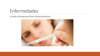 Enfermedades
La fiebre chikungunya (Fiebre Quebrantahuesos)
 