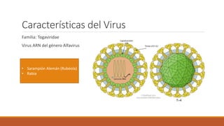 Características del Virus
Familia: Togaviridae
Virus ARN del género Alfavirus
• Sarampión Alemán (Rubéola)
• Rabia
 