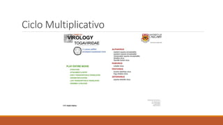Ciclo Multiplicativo
 